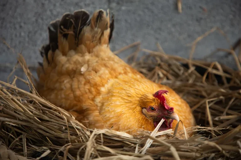 Poule qui pond des œufs sans coquille : causes, que faire et quand consulter ?