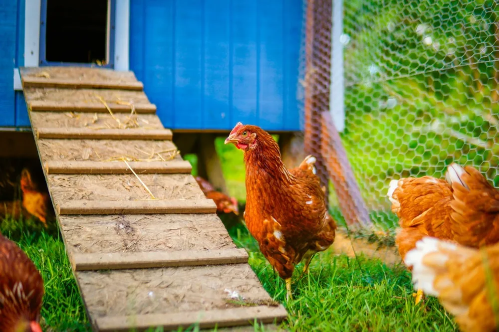 Poules rousses dans un enclos herbeux devant un poulailler bleu et sa rampe en bois.