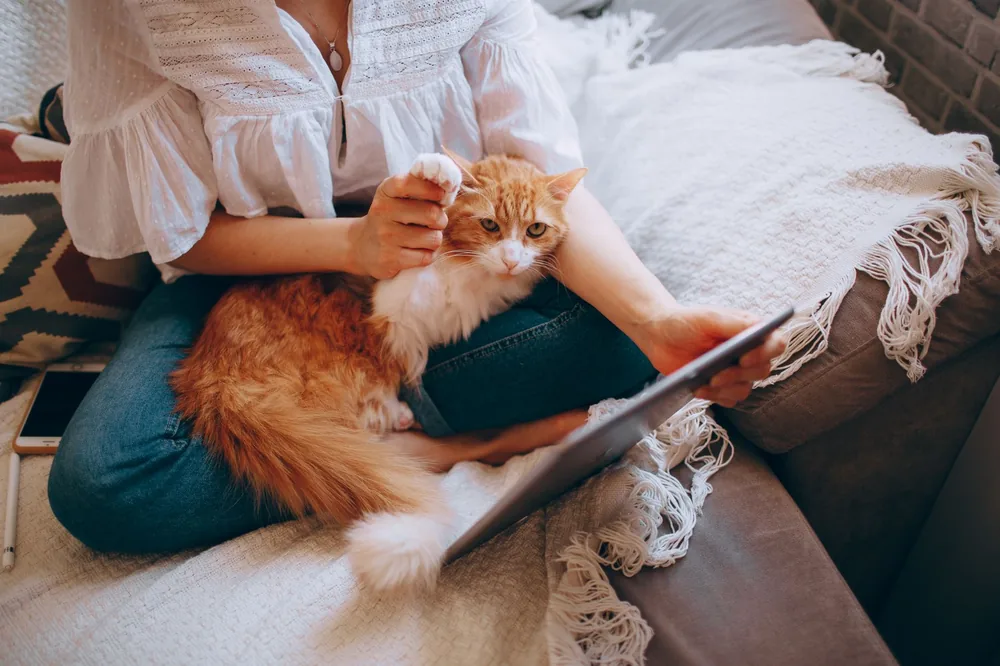 Pourquoi mon chat me suit partout ? Normal ou inquiétant