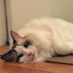 Teigne chat : symptômes, traitement et contagion au foyer