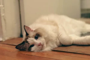 Teigne chat : symptômes, traitement et contagion au foyer