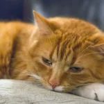 Typhus du chat : comment reconnaître les signes et quand appeler le vétérinaire ?