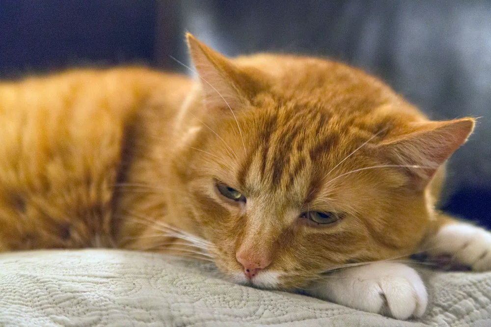 Typhus du chat : comment reconnaître les signes et quand appeler le vétérinaire ?