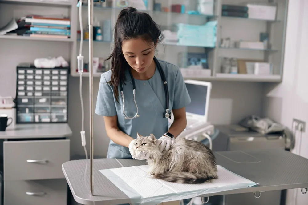 Vétérinaire examinant un chat gris sur une table de consultation.