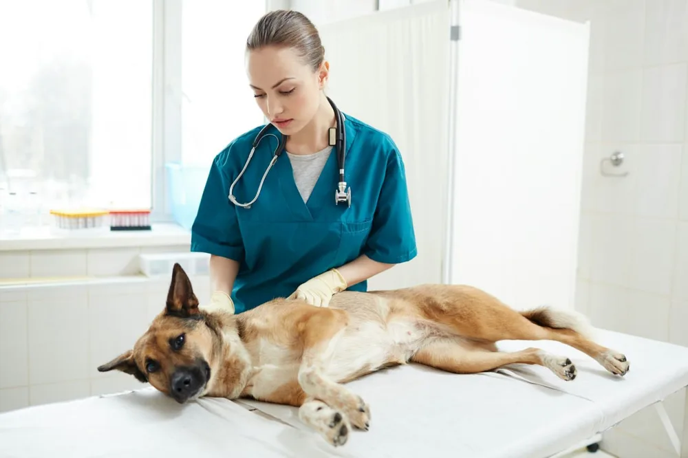Une vétérinaire examine un chien allongé sur le côté sur une table de consultation.