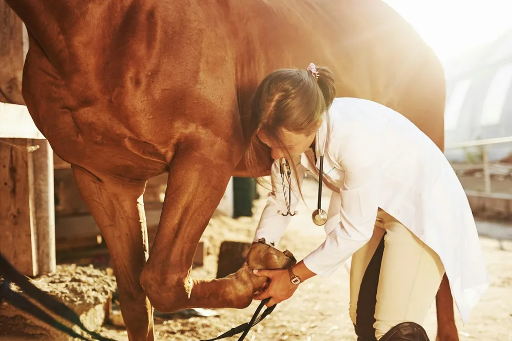 Une vétérinaire examine le sabot soulevé d’un cheval à l’extérieur d’une écurie.