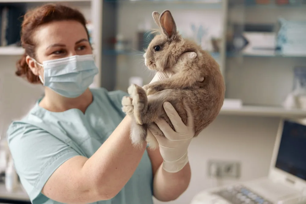 Vétérinaire masquée et gantée tenant un lapin dans une salle de consultation.