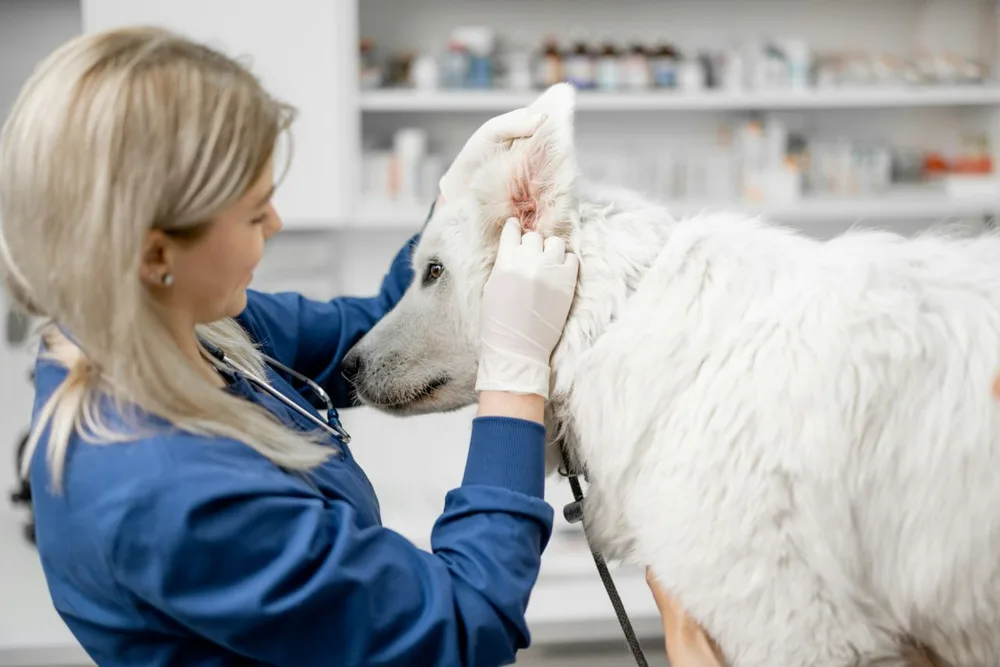 Vétérinaire soulevant l’oreille d’un chien blanc pendant un examen en clinique.