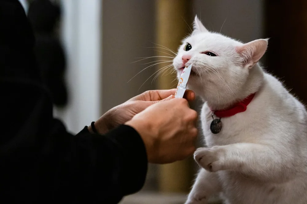 Apelka chez le chat : un propriétaire nourrit calmement un chat blanc et observe son appétit.