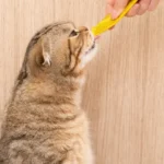 Apelka chez le chat : prix, effets secondaires et suivi de la thyroïde