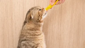 Apelka chez le chat : prix, effets secondaires et suivi de la thyroïde