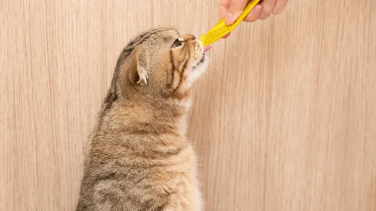 Apelka chez le chat : prix, effets secondaires et suivi de la thyroïde