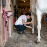 Boiterie cheval sans gonflement ni chaleur : quelles causes et que faire ?
