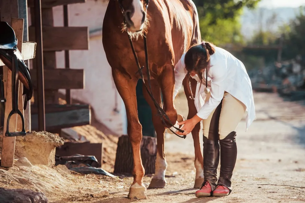 Boiterie cheval : un professionnel examine doucement la jambe d’un cheval dans une écurie