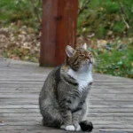 Hyperthyroïdie du chat : symptômes, traitements et espérance de vie