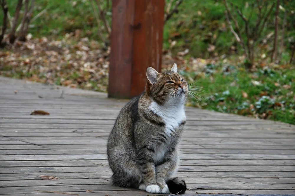 Hyperthyroïdie du chat : symptômes, traitements et espérance de vie