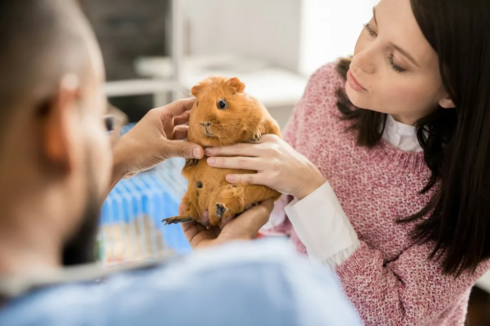 Cochon d’Inde brun tenu doucement par son propriétaire pendant un examen vétérinaire.