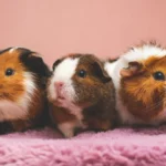 Vitamine C du cochon d’Inde : pourquoi est-elle indispensable ?