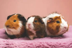 Vitamine C du cochon d’Inde : pourquoi est-elle indispensable ?