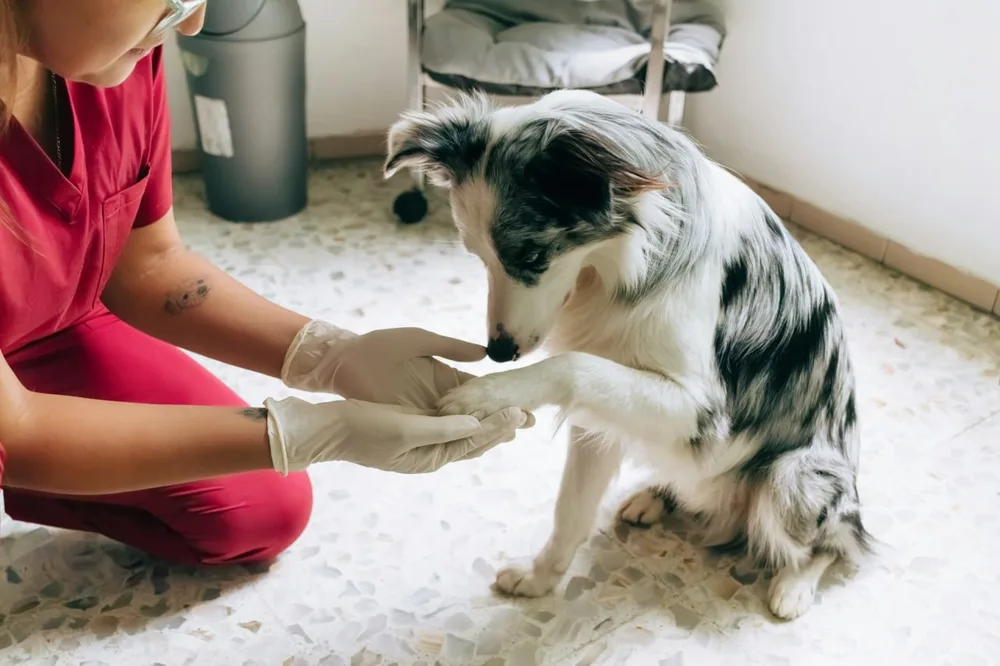 Coussinet chien : un vétérinaire examine doucement la patte d’un chien en consultation.