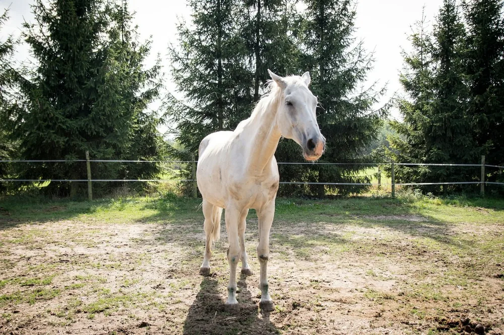 Cushing cheval : cheval blanc debout dans un enclos arboré.