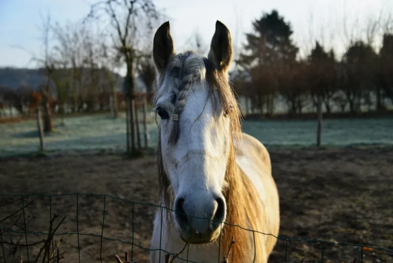 Cushing chez le cheval : symptômes, traitement et espérance de vie