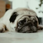 Leptospirose chez le chien : symptômes, contamination et vaccin