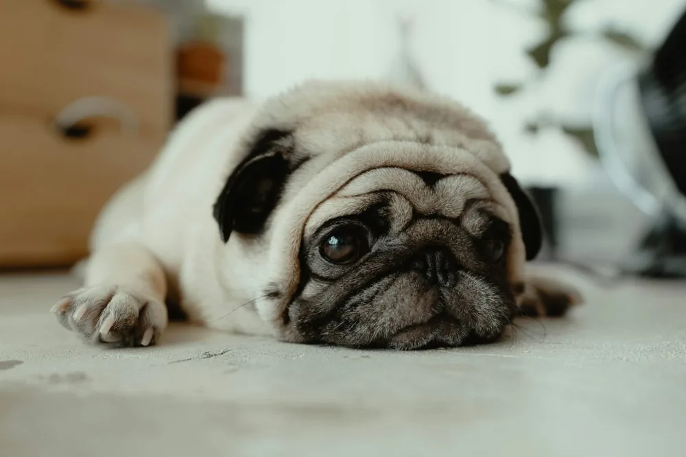 Leptospirose chez le chien : symptômes, contamination et vaccin