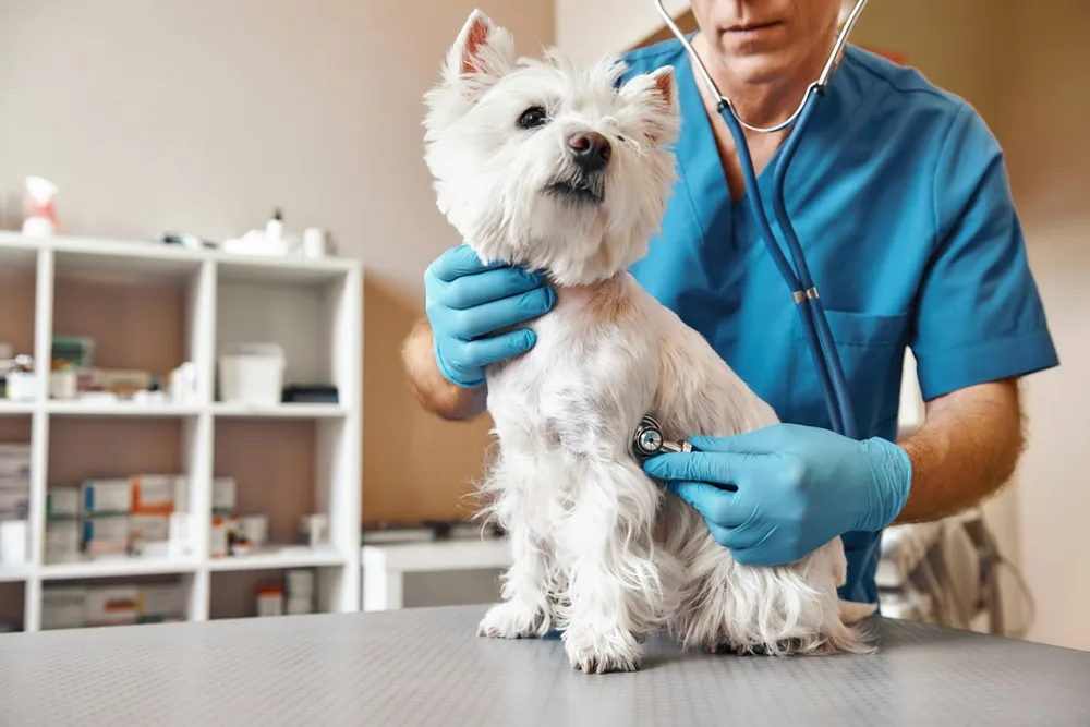 Un vétérinaire examine un chien avec un stéthoscope en consultation.