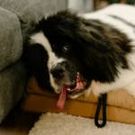 Mon chien halète la nuit : causes et urgences