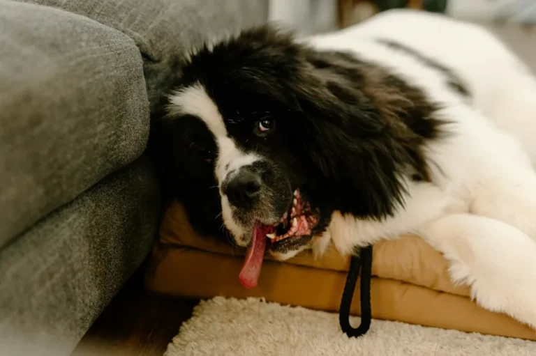 Mon chien halète la nuit : causes et urgences