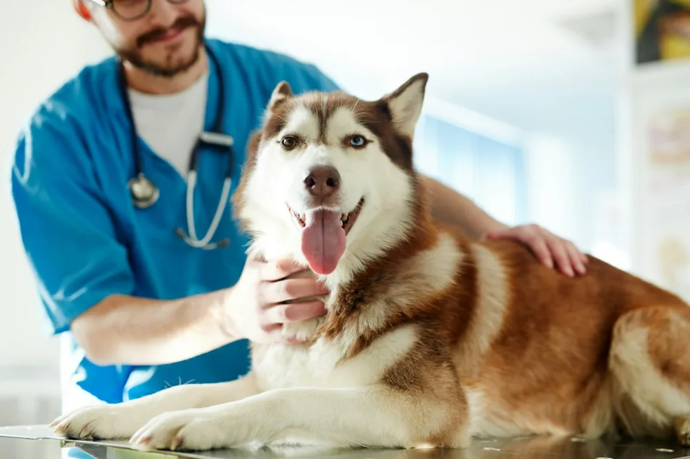 Mon chien halète la nuit : un husky examiné calmement par un vétérinaire en clinique.