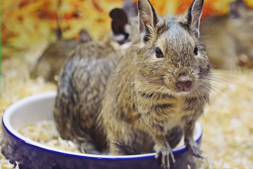 Un octodon degus assis dans une gamelle en céramique remplie de copeaux