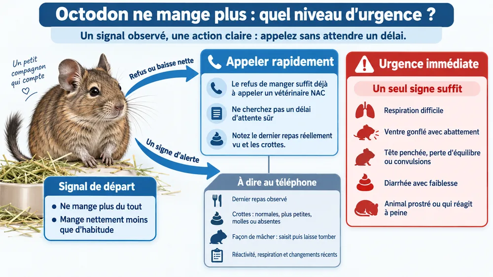 Octodon ne mange plus : quel niveau d’urgence ?. Un signal observé, une action claire : appelez sans attendre un délai.