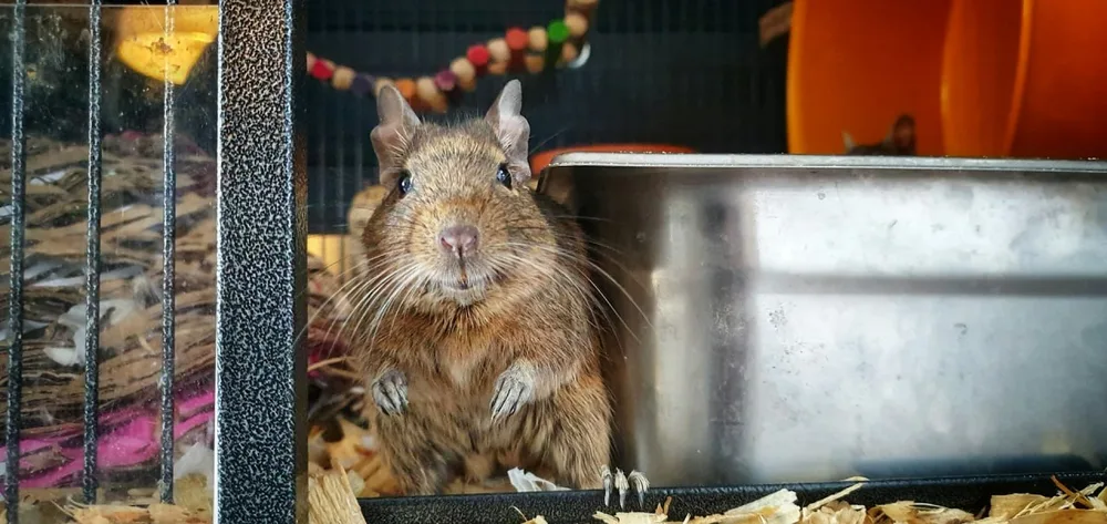 Octodon qui vit seul dans sa cage près d’une mangeoire