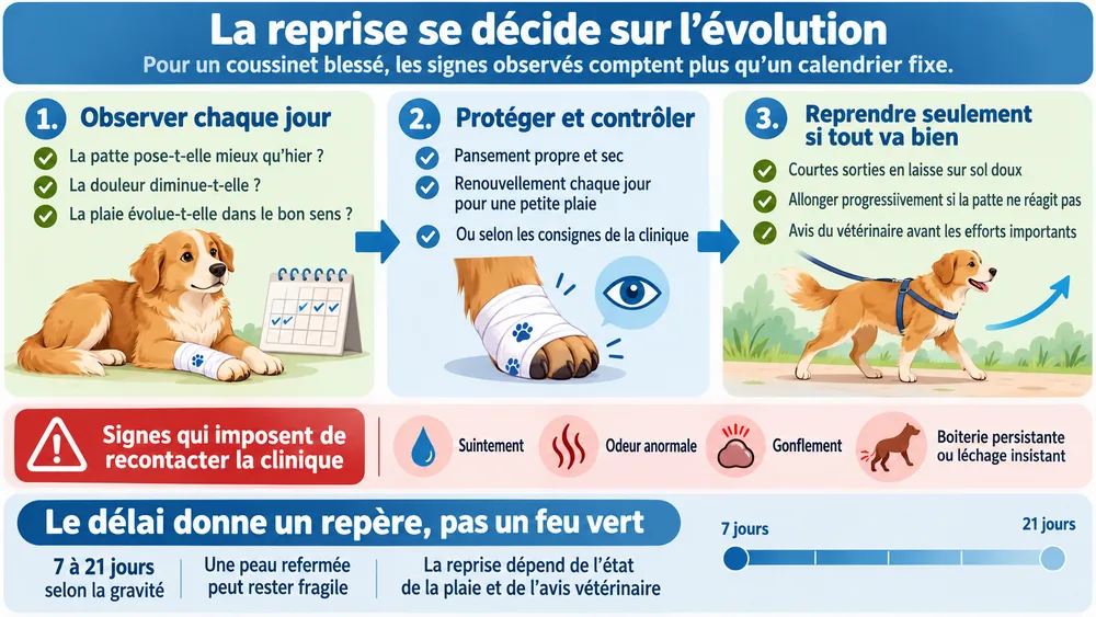 La reprise se décide sur l’évolution : pour un coussinet blessé, les signes observés comptent plus qu’un calendrier fixe.