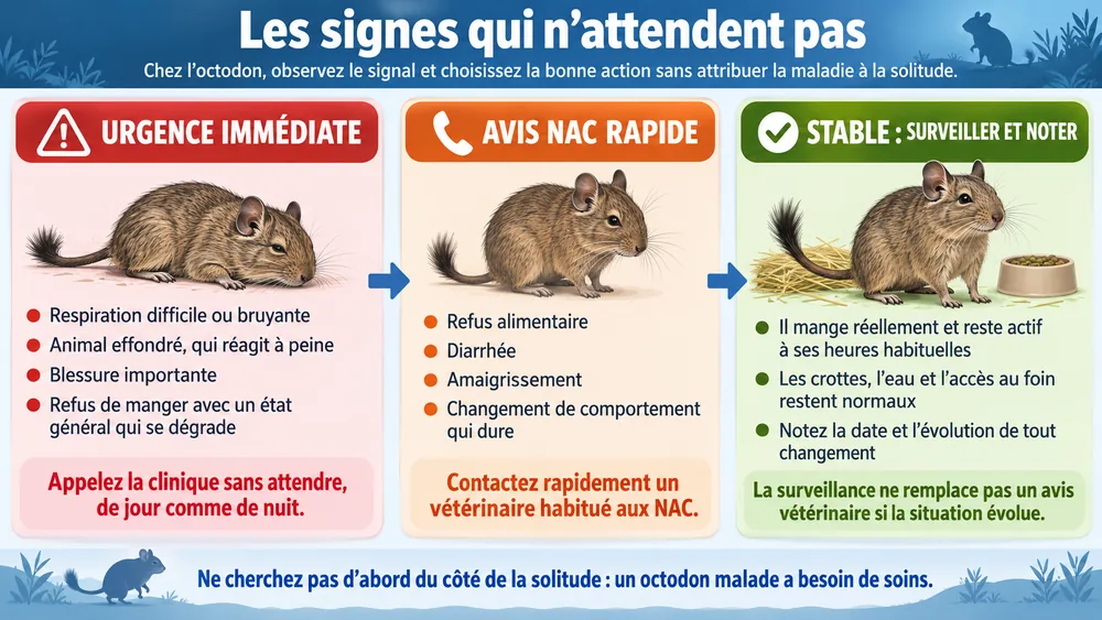L'octodon peut-il vivre seul : chez l’octodon, observez le signal et choisissez la bonne action sans attribuer la maladie à la solitude.