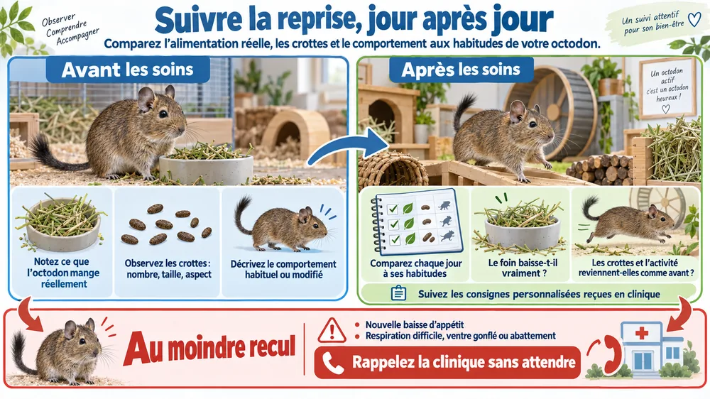 Suivre la reprise jour après jour : comparer l’alimentation, les crottes et le comportement avant et après les soins, et rappeler la clinique au moindre recul