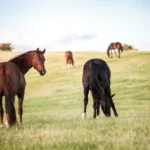 Vermifuger son cheval : pourquoi la coproscopie remplace le calendrier fixe