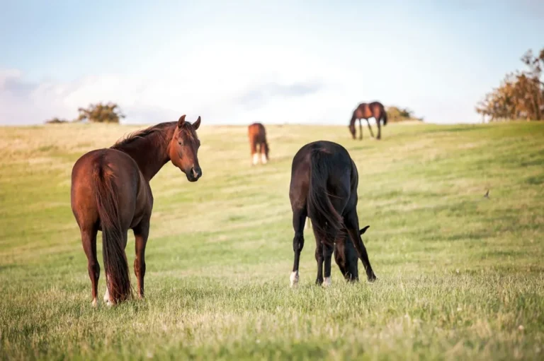 Vermifuger son cheval : pourquoi la coproscopie remplace le calendrier fixe