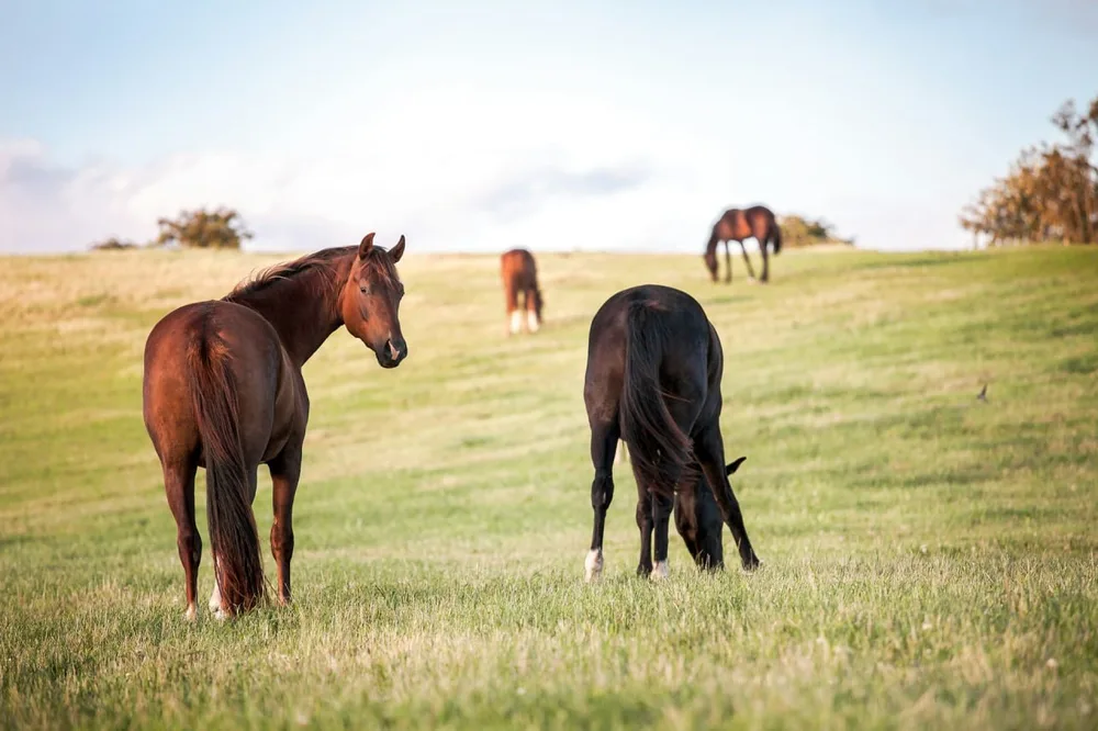 Vermifuger son cheval : pourquoi la coproscopie remplace le calendrier fixe