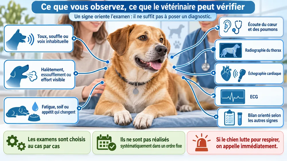 Ce que vous observez chez un chien qui halète la nuit, ce que le vétérinaire peut vérifier. Un signe oriente l’examen : il ne suffit pas à poser un diagnostic.